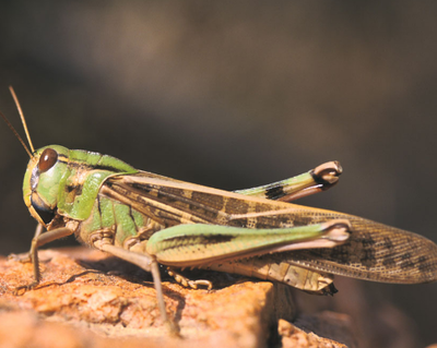 色翁荡息又大又硬又粗又爽