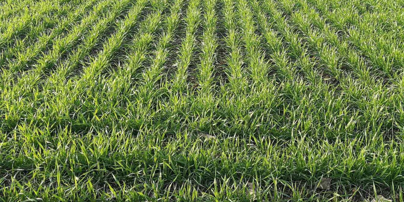 色翁荡息又大又硬又粗又爽