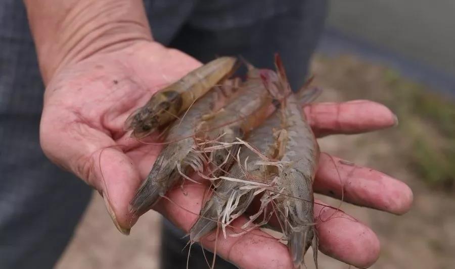 色翁荡息又大又硬又粗又爽