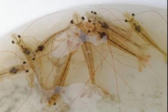 色翁荡息又大又硬又粗又爽