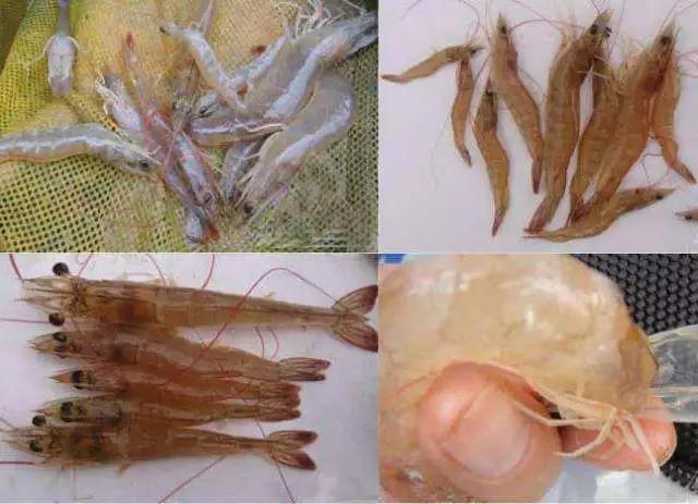 色翁荡息又大又硬又粗又爽