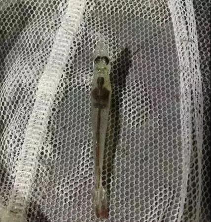 色翁荡息又大又硬又粗又爽