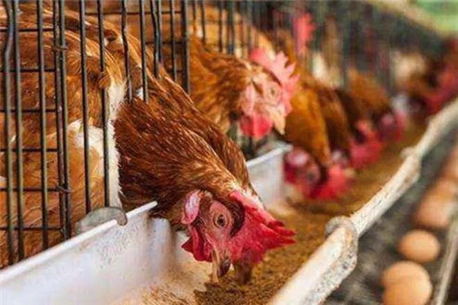 色翁荡息又大又硬又粗又爽