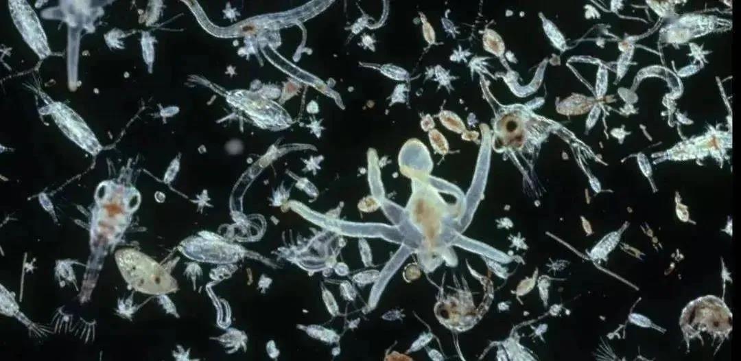 色翁荡息又大又硬又粗又爽