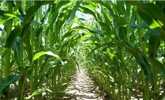 色翁荡息又大又硬又粗又爽