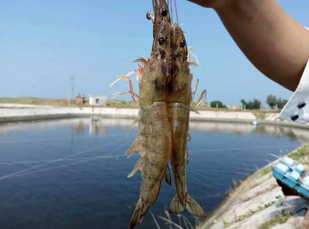 色翁荡息又大又硬又粗又爽