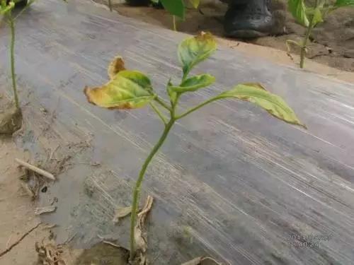 色翁荡息又大又硬又粗又爽