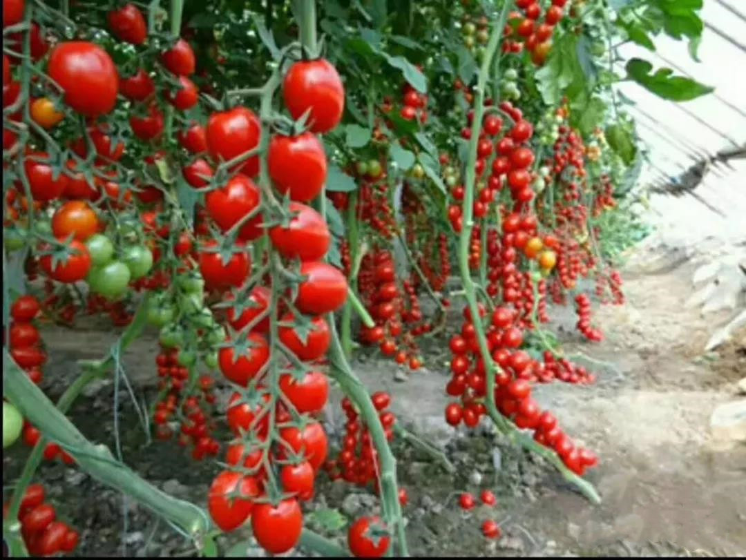 色翁荡息又大又硬又粗又爽