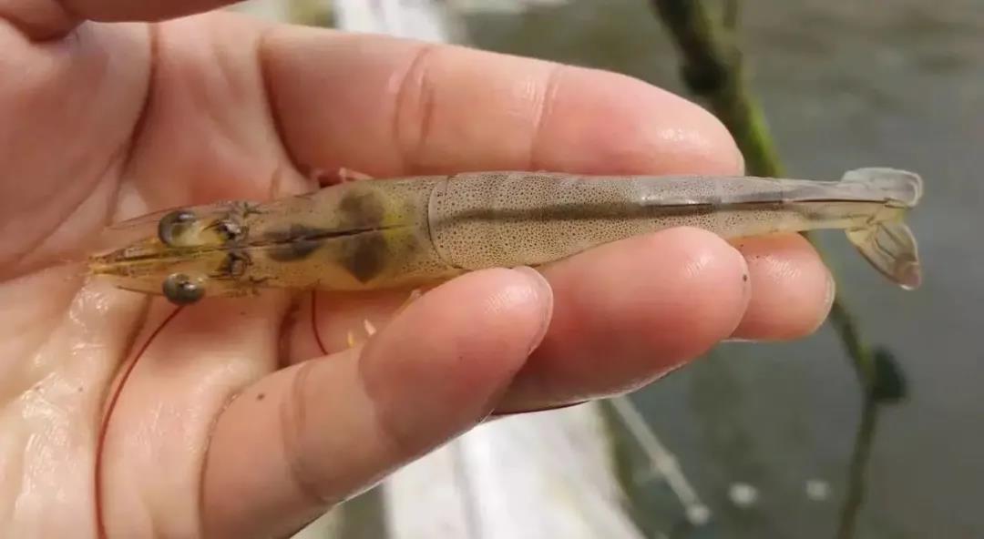 色翁荡息又大又硬又粗又爽