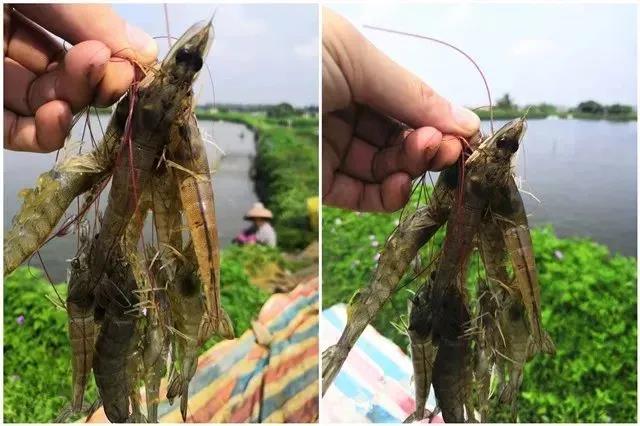 色翁荡息又大又硬又粗又爽