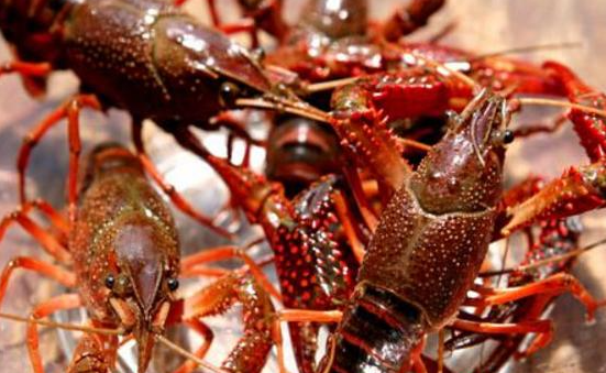 色翁荡息又大又硬又粗又爽