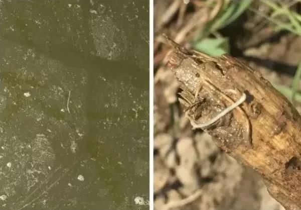 色翁荡息又大又硬又粗又爽