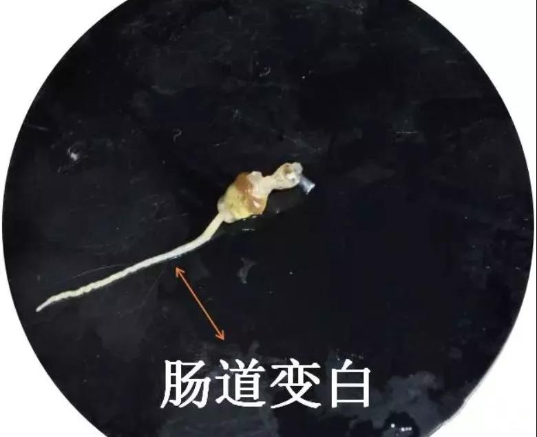 色翁荡息又大又硬又粗又爽