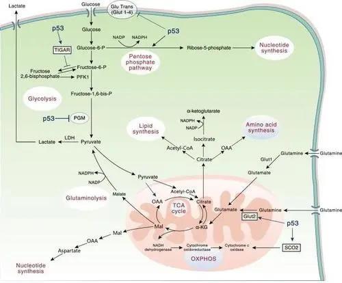 色翁荡息又大又硬又粗又爽