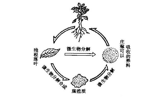 色翁荡息又大又硬又粗又爽