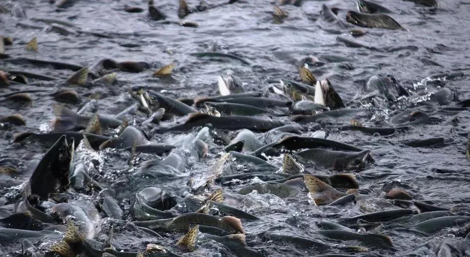 色翁荡息又大又硬又粗又爽