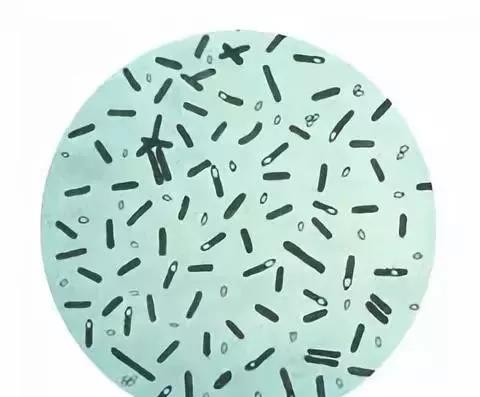 色翁荡息又大又硬又粗又爽