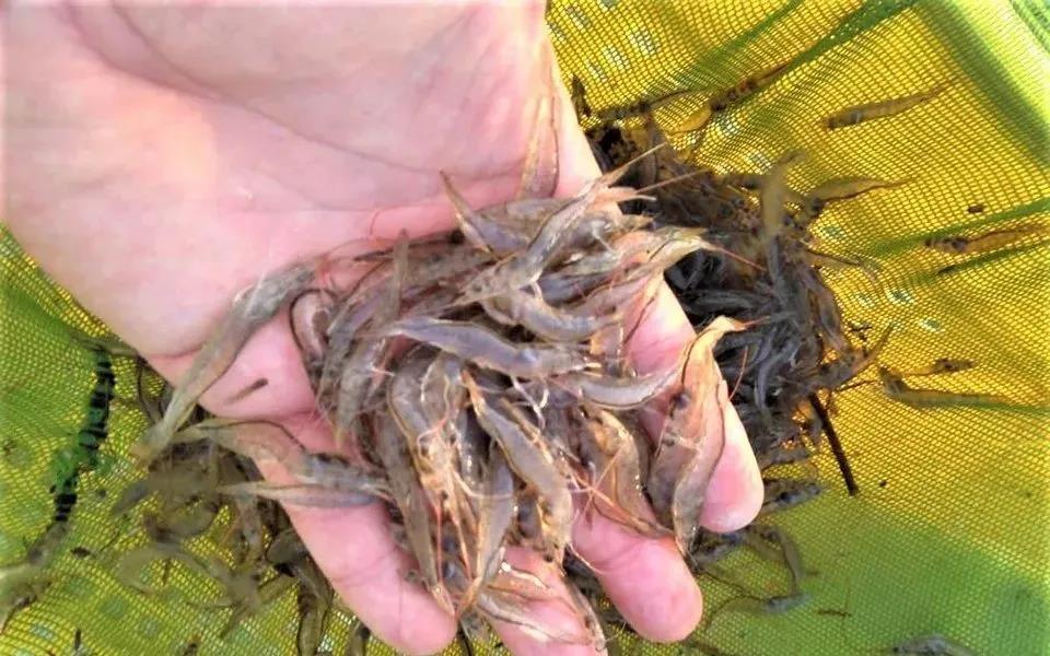 色翁荡息又大又硬又粗又爽