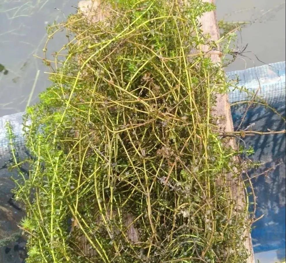 色翁荡息又大又硬又粗又爽