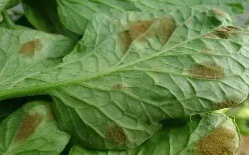 色翁荡息又大又硬又粗又爽