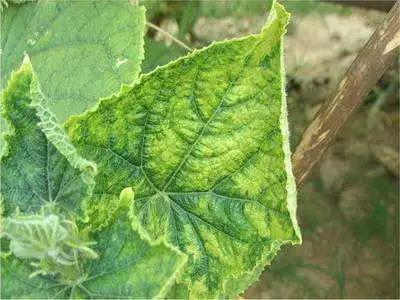 色翁荡息又大又硬又粗又爽