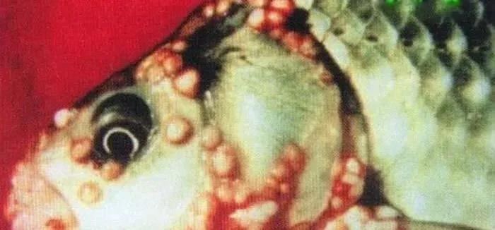 色翁荡息又大又硬又粗又爽