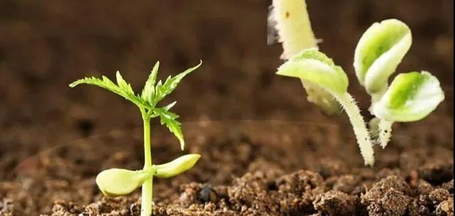 色翁荡息又大又硬又粗又爽