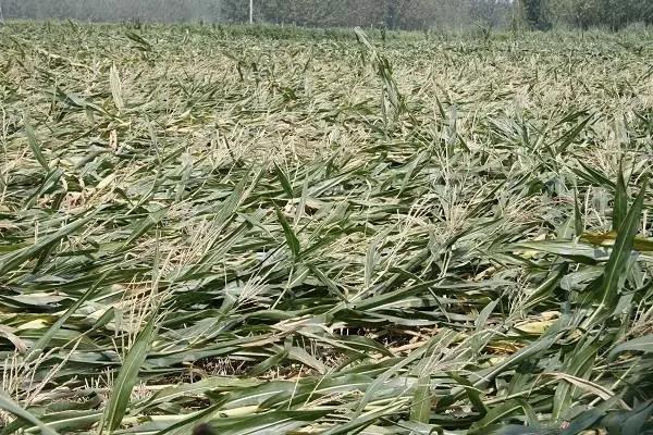 色翁荡息又大又硬又粗又爽