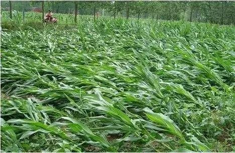 色翁荡息又大又硬又粗又爽