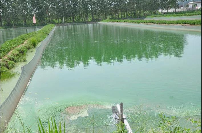 色翁荡息又大又硬又粗又爽