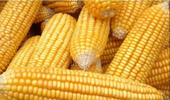 色翁荡息又大又硬又粗又爽