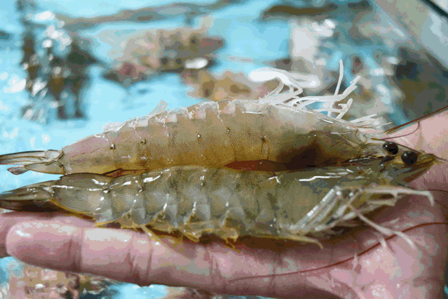 色翁荡息又大又硬又粗又爽