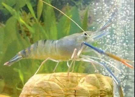 色翁荡息又大又硬又粗又爽