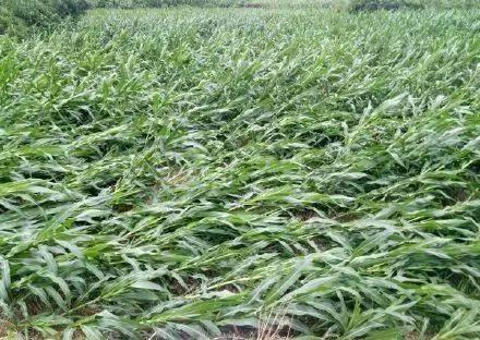 色翁荡息又大又硬又粗又爽