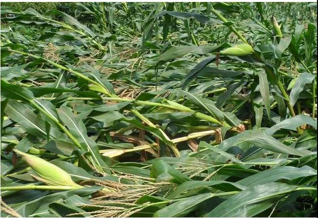 色翁荡息又大又硬又粗又爽