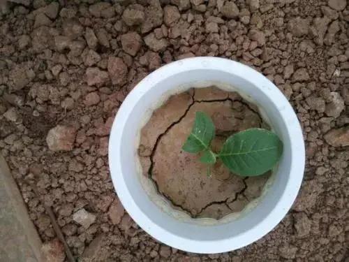 色翁荡息又大又硬又粗又爽