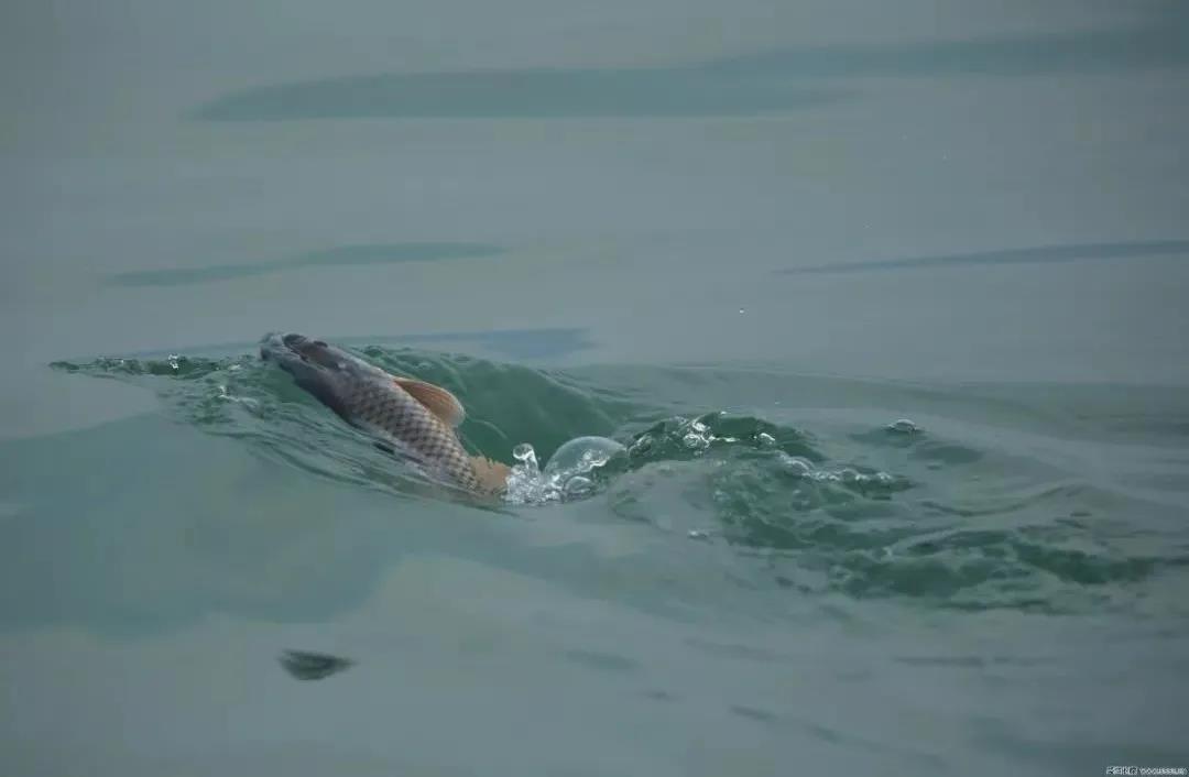 色翁荡息又大又硬又粗又爽