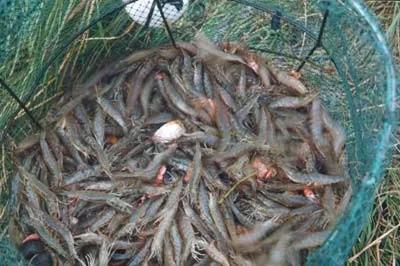 色翁荡息又大又硬又粗又爽