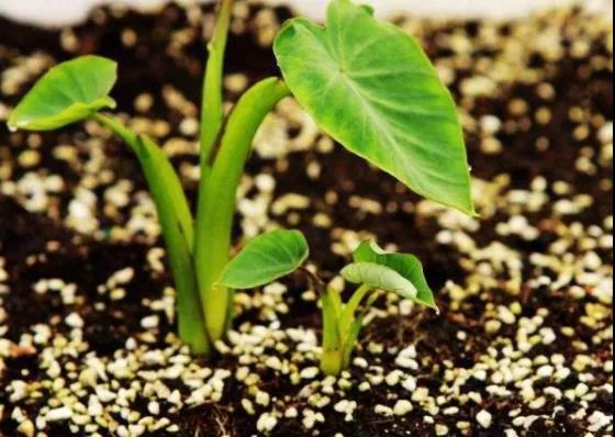 色翁荡息又大又硬又粗又爽