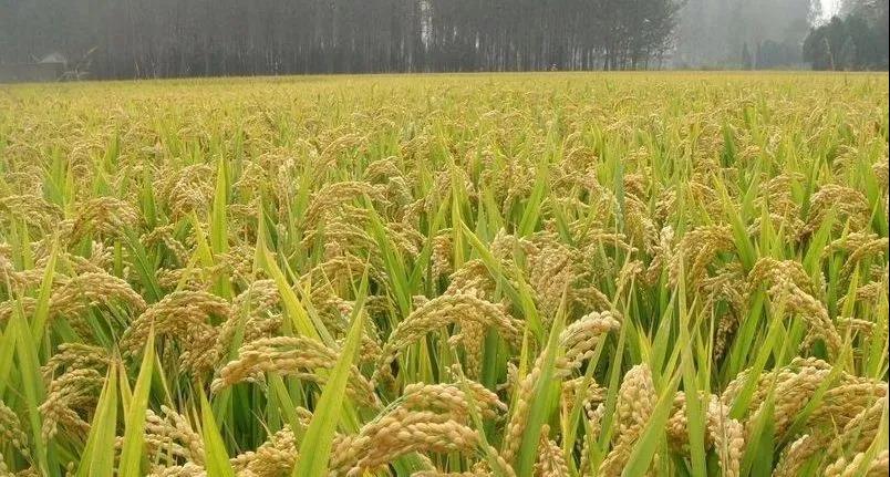 色翁荡息又大又硬又粗又爽