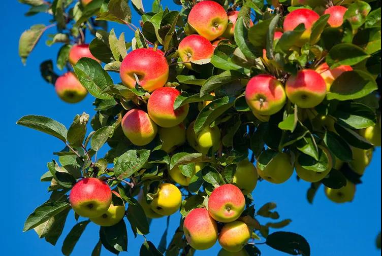 色翁荡息又大又硬又粗又爽