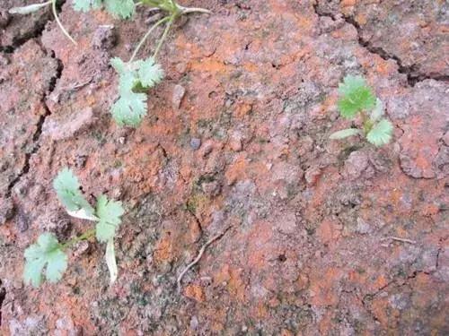 色翁荡息又大又硬又粗又爽