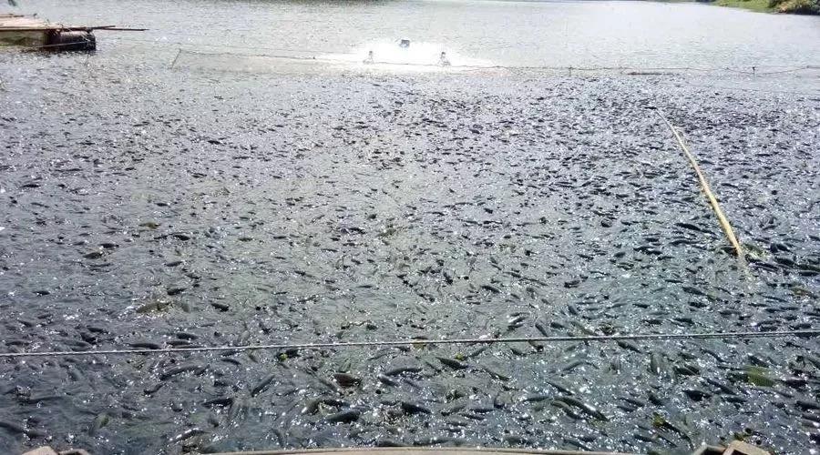 色翁荡息又大又硬又粗又爽