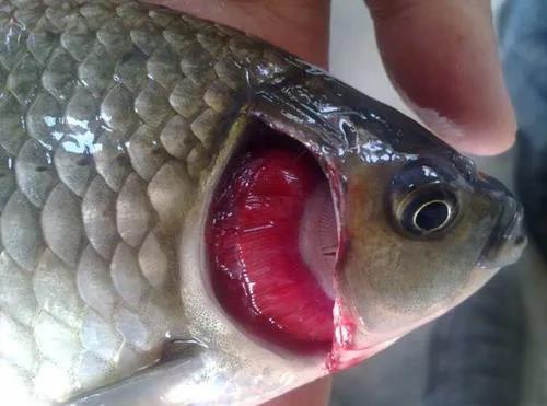 色翁荡息又大又硬又粗又爽