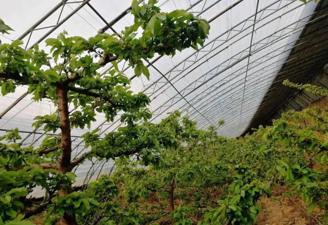 色翁荡息又大又硬又粗又爽