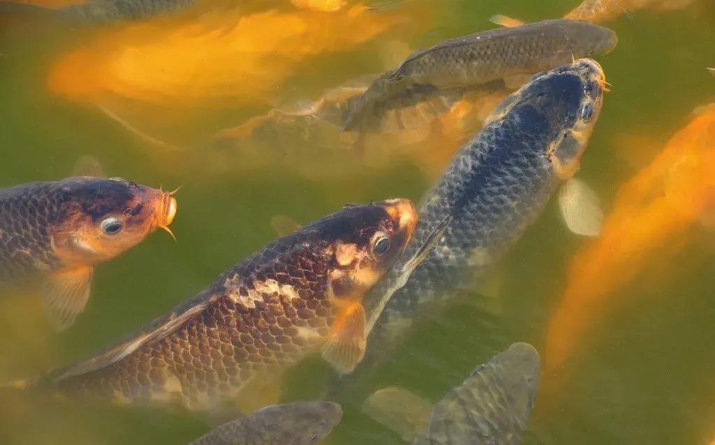 色翁荡息又大又硬又粗又爽