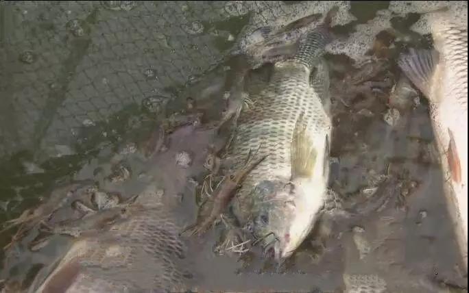 色翁荡息又大又硬又粗又爽