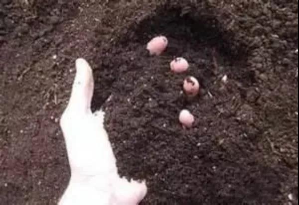 色翁荡息又大又硬又粗又爽