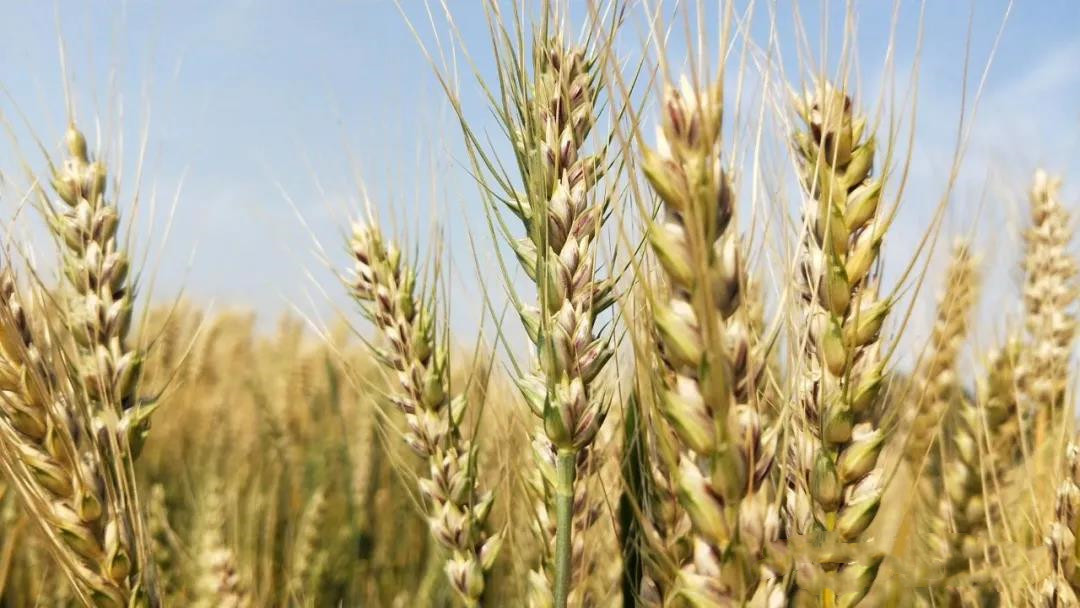 色翁荡息又大又硬又粗又爽