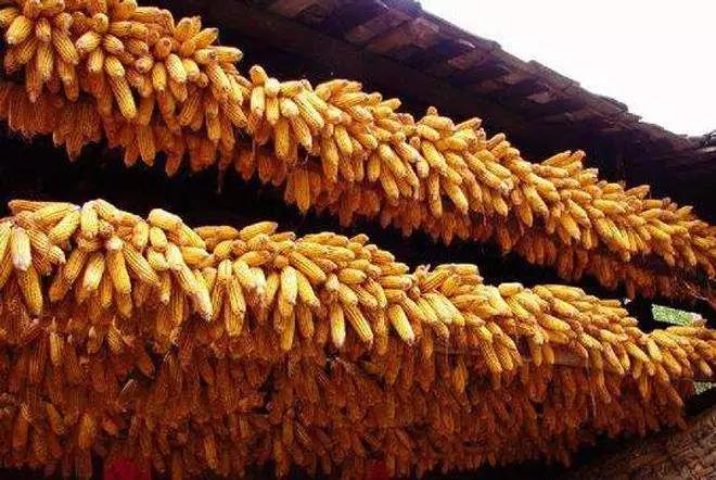 色翁荡息又大又硬又粗又爽